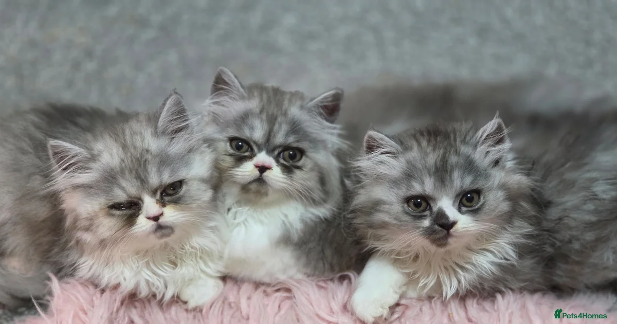 Only 2 boy purebred Persians TICA READY TO LEAVE for sale in Salford ...