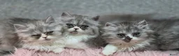 Persian cats for sale: 5 Beautiful Purebred Persian KittensREADY TO LEAVE - Advert 13