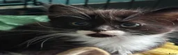 Domestic Shorthair cats for adoption: Adorable Kittens - Adopt  Cats in Crisis EastLdn - Advert 8