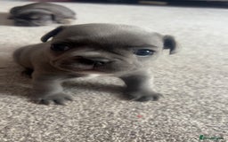 French Bulldog dogs for sale: 1 male and 2 female French Bulldogs for sale - Image 7