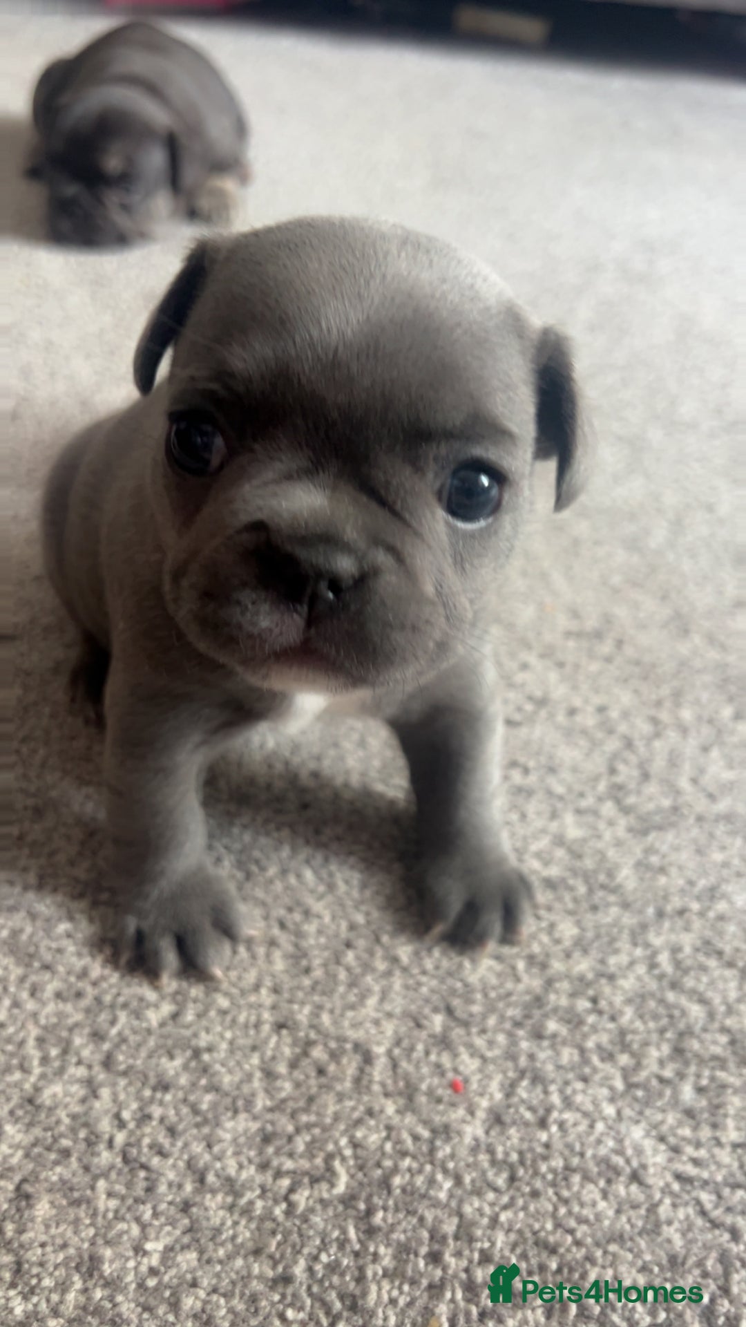 French Bulldog dogs for sale: 1 male and 2 female French Bulldogs for sale - Image 7