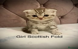 Scottish Fold cats for sale: Selling Adorable Scottish Fold & Straight Kittens - Image 2