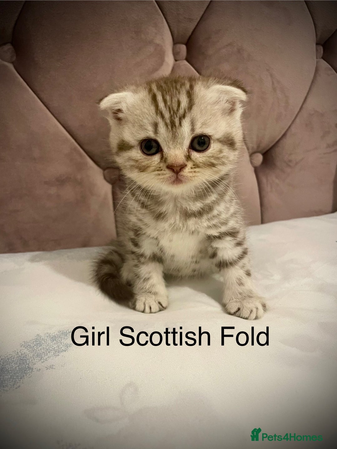 Scottish Fold cats for sale: Selling Adorable Scottish Fold & Straight Kittens - Image 2