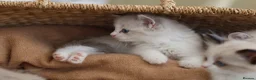 Ragdoll cats for sale: Tica Registered 💎 Ragdoll Kittens - Advert 8