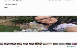 Dwarf Lop rabbits for sale: 2 rabbits  - Image 3