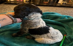 Cocker Spaniel dogs for sale: Georgous blue roan cocker spaniels - Image 10