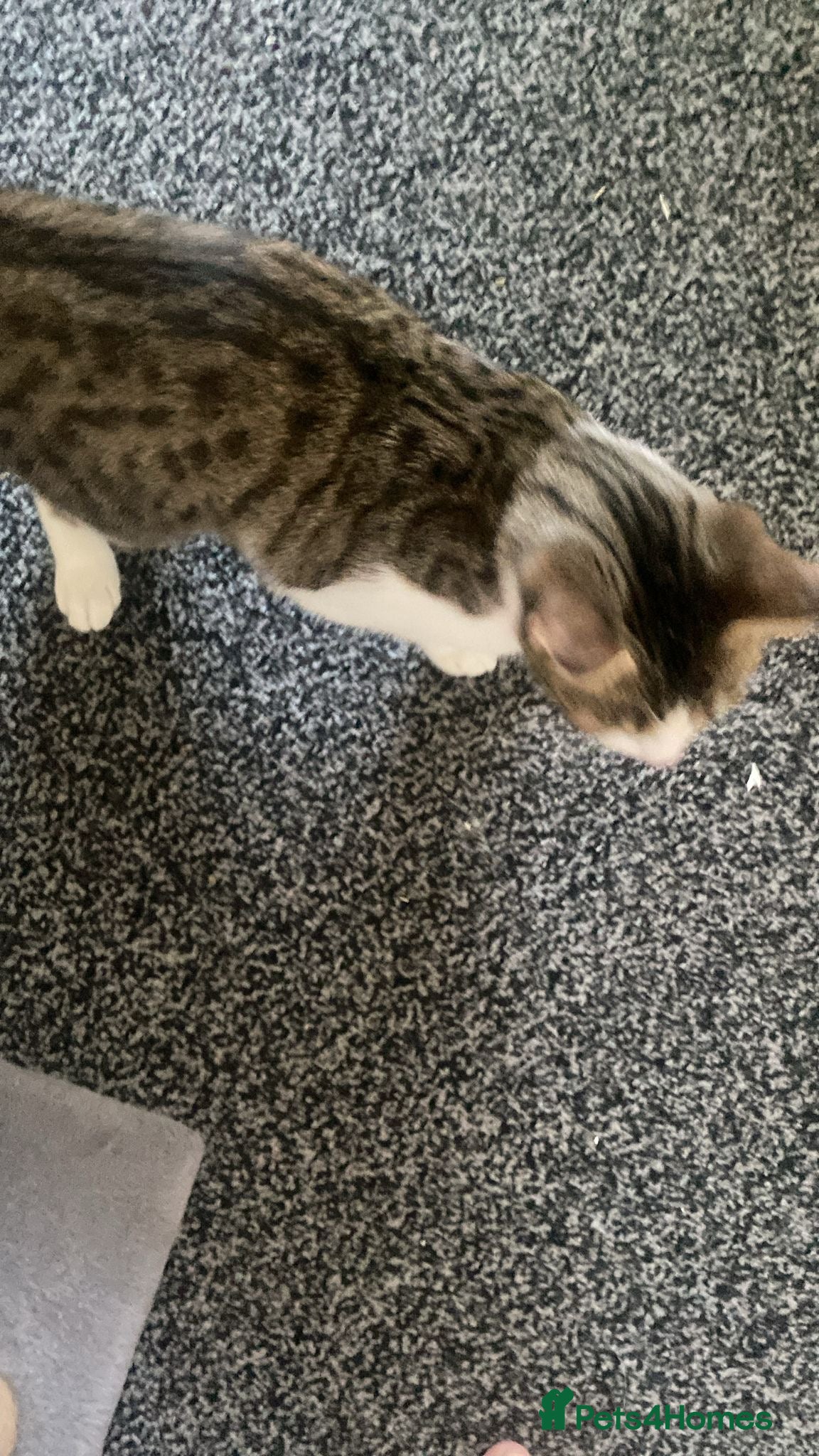 Mixed Breed cats Princess - Advert 1