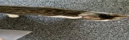 Mixed Breed cats for sale: Princess in Barking - Advert 1
