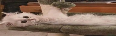 Persian 3
