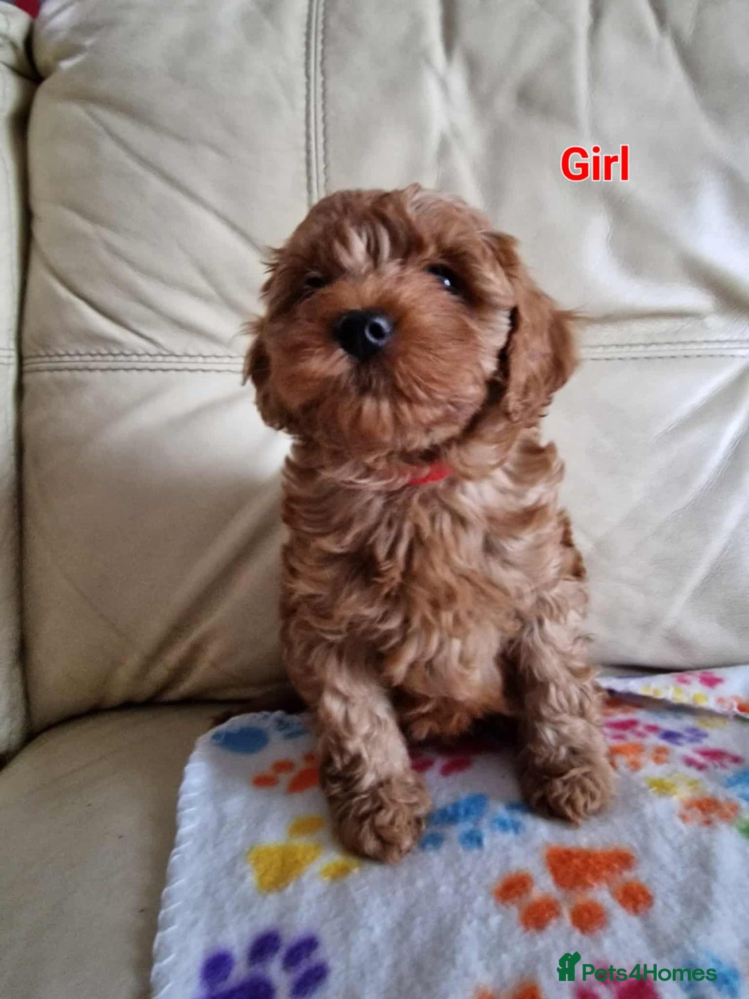 Cavapoo dogs for sale: For sale  - Advert 7