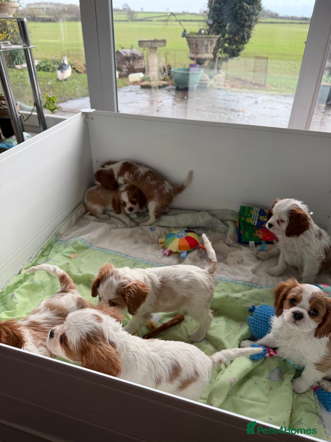 Cavalier King Charles Spaniel dogs for sale: Kc registered cavalier king charles puppies - Advert 20