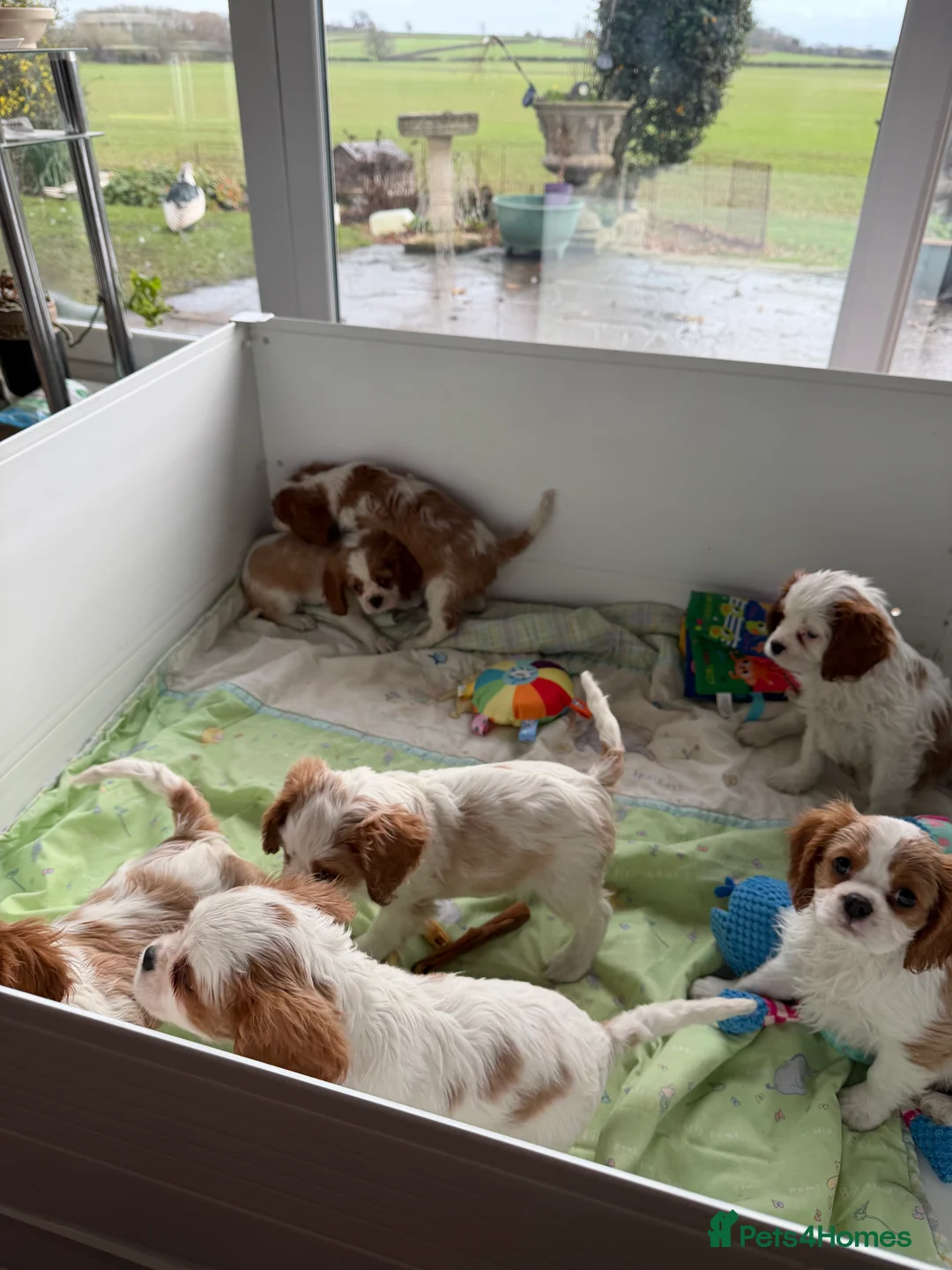Cavalier King Charles Spaniel dogs for sale: Kc registered cavalier king charles puppies - Advert 20