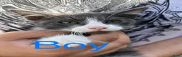 Siamese cats for sale: Siamese kittens - Advert 3