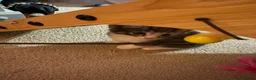 British Shorthair cats for sale: Gorgeous kitten's  - Advert 5
