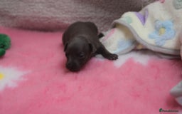 Italian Greyhound dogs for sale: Beautiful Italian greyhounds - Polish Bloodlines - Image 8