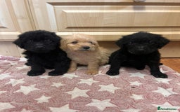 Labradoodle dogs for sale: Gorgeous labradoodle puppies  - Image 14