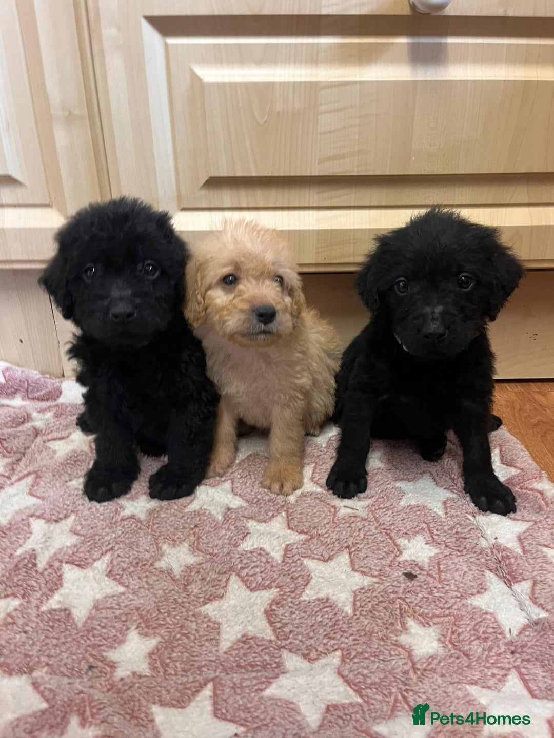 Labradoodle dogs for sale: Gorgeous labradoodle puppies  - Image 14