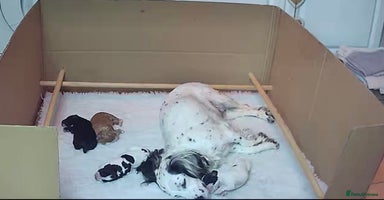 Cocker Spaniel dogs - Advert 5