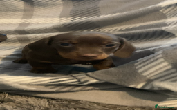 Dachshund dogs for sale: Daschund miniature  - Image 9