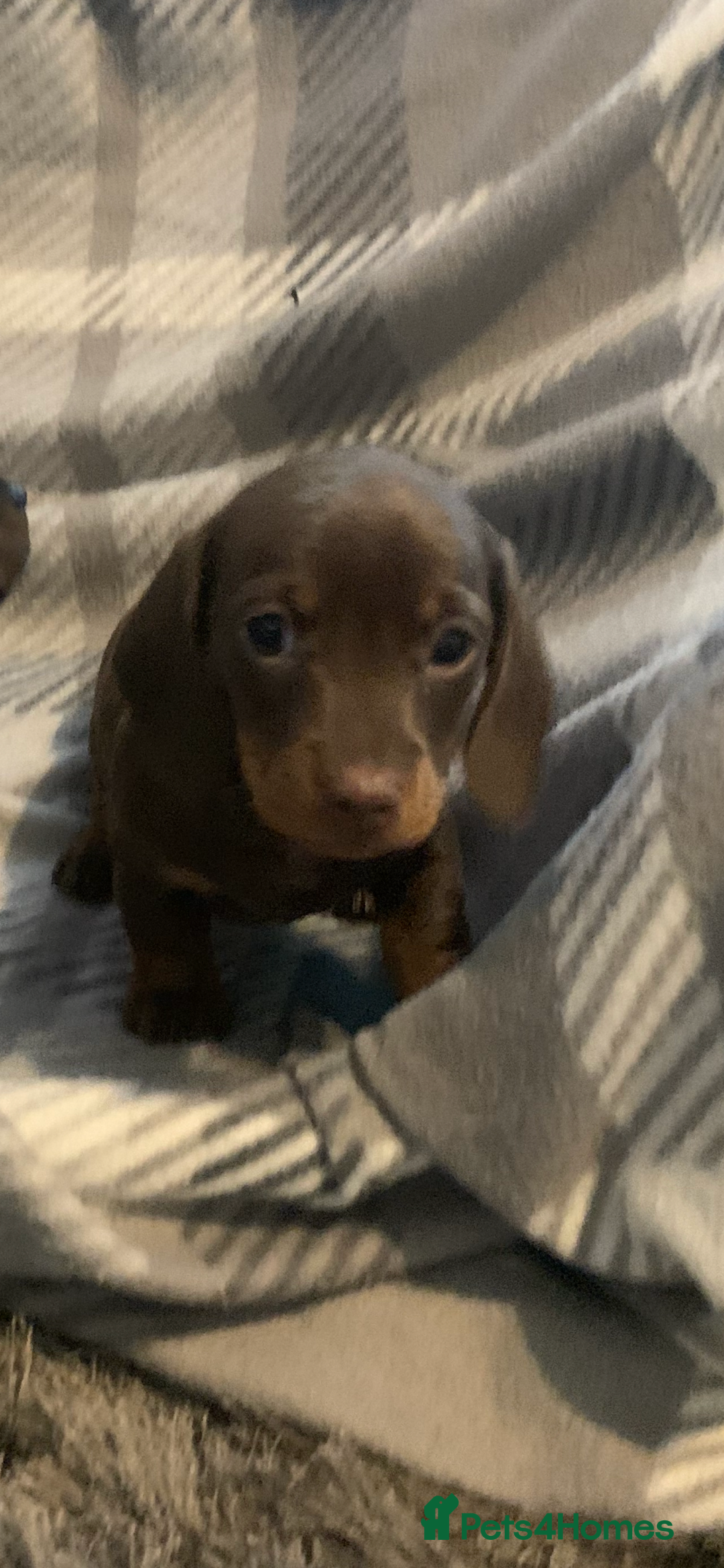 Dachshund dogs for sale: Daschund miniature  - Image 9