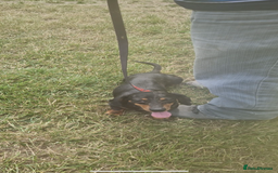 Dachshund dogs for sale: Dachshund girl - Image 2