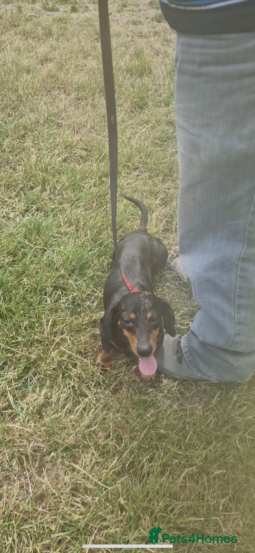Dachshund dogs for sale: Dachshund girl - Image 2