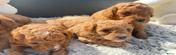 Cavapoochon dogs for sale: Toy cavapoochon puppies for sale  - Advert 9