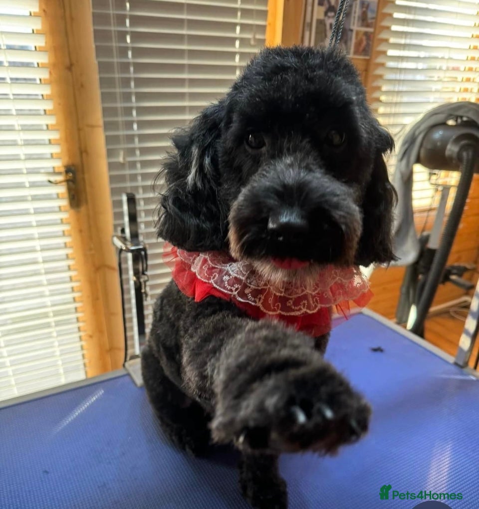 Cockapoo dogs New home needed - Advert 1