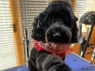 Cockapoo dogs New home needed - Advert 1