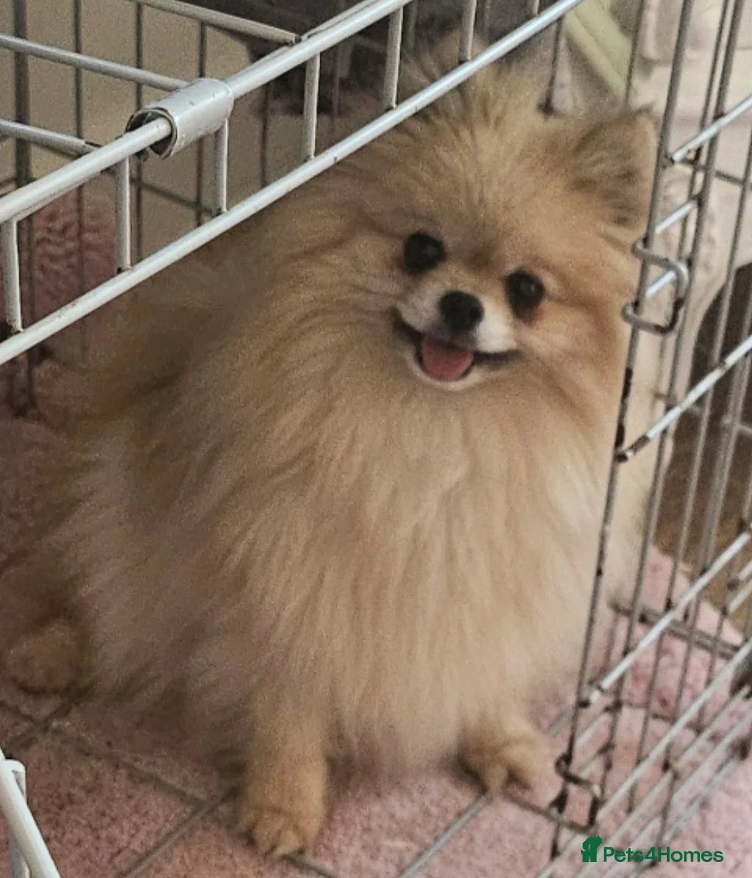 Pomeranian dogs for sale: Beautiful teddy bear pomeranian boy  - Advert 2