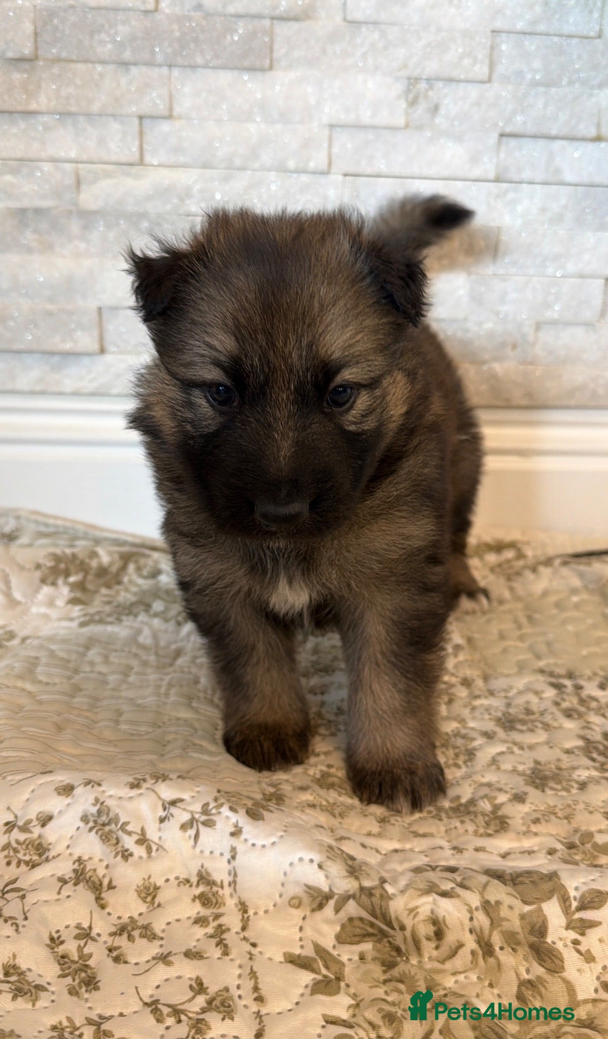 German Shepherd dogs Original Straight Back German Shepherds  - Advert 2