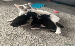Mixed Breed cats for sale: Mixed breed kittens  - Image 12