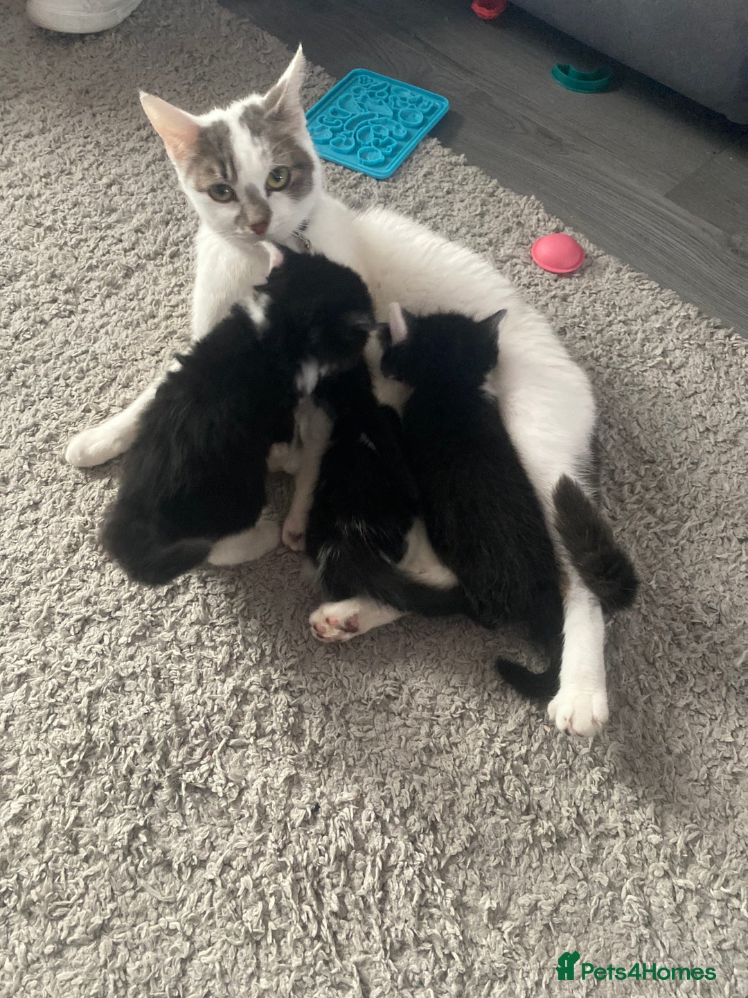 Mixed Breed cats for sale: Mixed breed kittens  - Image 12