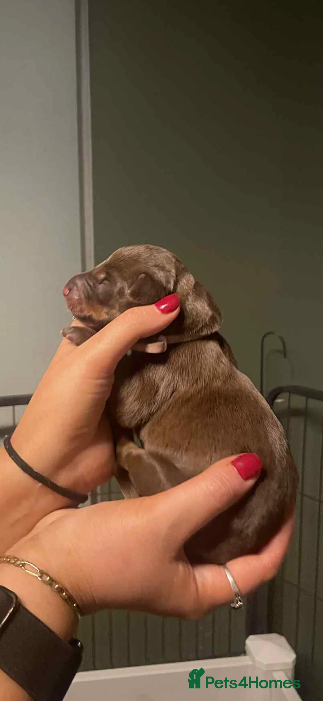 Dobermann dogs for sale: Chocolate & Isabella Doberman puppies for sale  - Advert 5