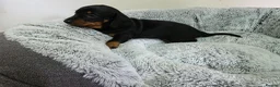 Dachshund dogs for sale: Beautiful Standard Dachshund Puppies  - Advert 22