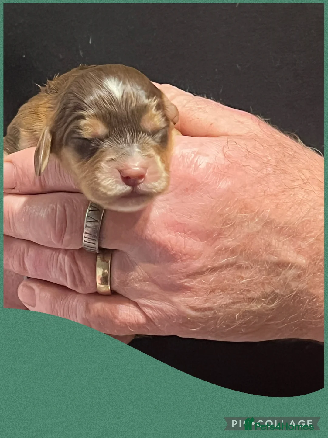 Cockapoo dogs for sale: Beautiful F1 Cockapoos DNA health tested parents.  - Advert 9