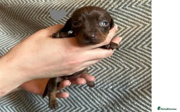 Miniature Dachshund dogs for sale: Miniature Dachshund Puppies for Sale - Image 13