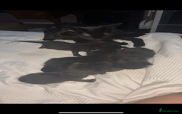 Bombay cats for sale: 10 week old - Image 9