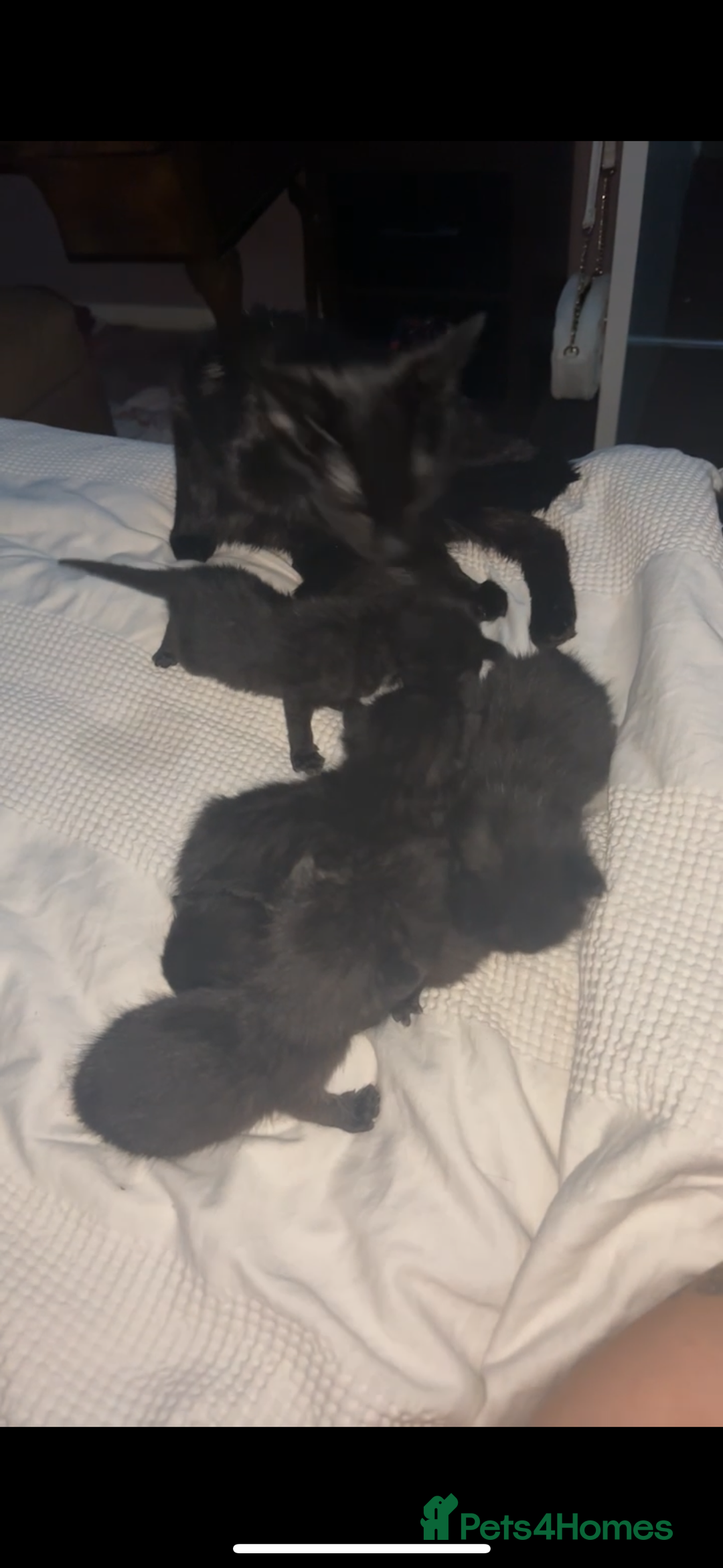 Bombay cats for sale: 10 week old - Image 9