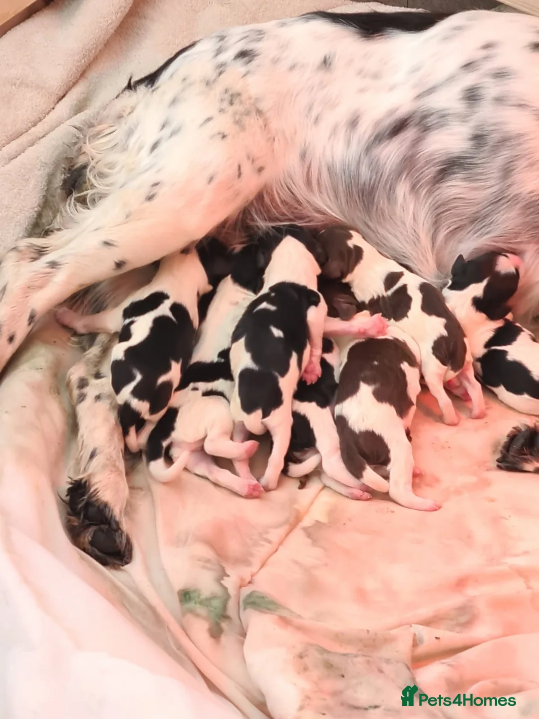 English Springer Spaniel dogs for stud: Working English Springer Spaniel Stud Health Test in Chelmsford - Advert 30