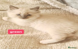 Ragdoll cats for sale: Pure ragdoll kittens READY NOW!! - Image 22