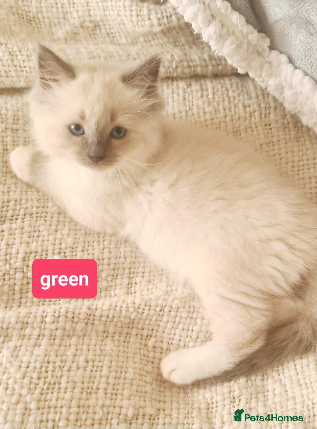 Ragdoll cats for sale: Pure ragdoll kittens READY NOW!! - Image 22