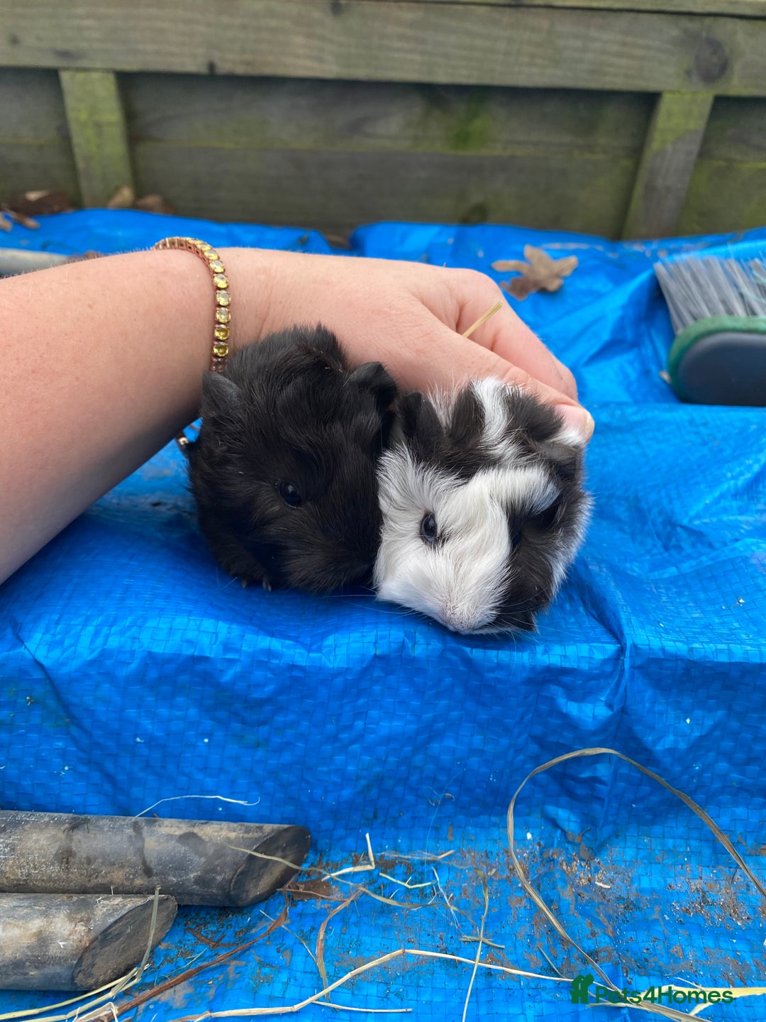 Guinea Pig rodents for sale: Last 1! Peruvian cross baby guinapigs long haired - Advert 5