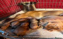 Cockapoo dogs for sale: Pop the champagne 🍾  - Image 5