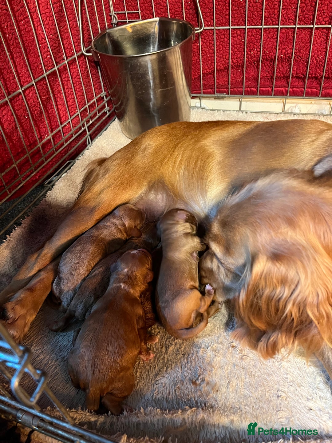 Cockapoo dogs for sale: Pop the champagne 🍾  - Image 5