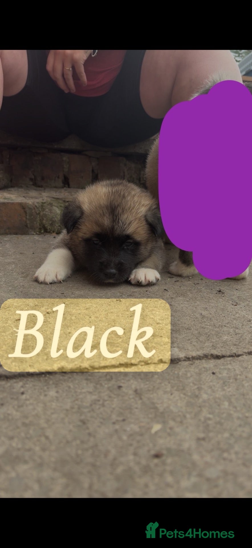 Akita dogs LAST BOY AKITA REDUCED  - Advert 1