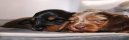 Miniature Dachshund dogs for sale: Exceptional miniature longhaired dachshunds  - Advert 9