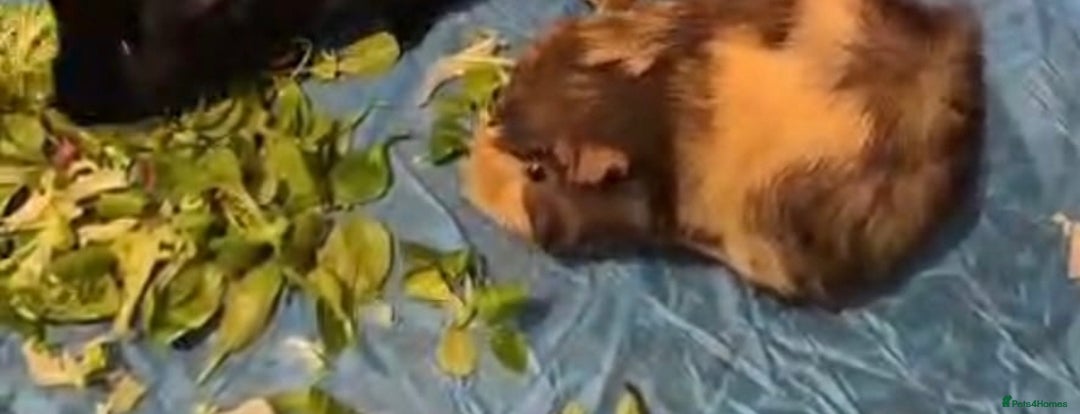Guinea Pig rodents for sale: Female guinea pigs  - Advert 2