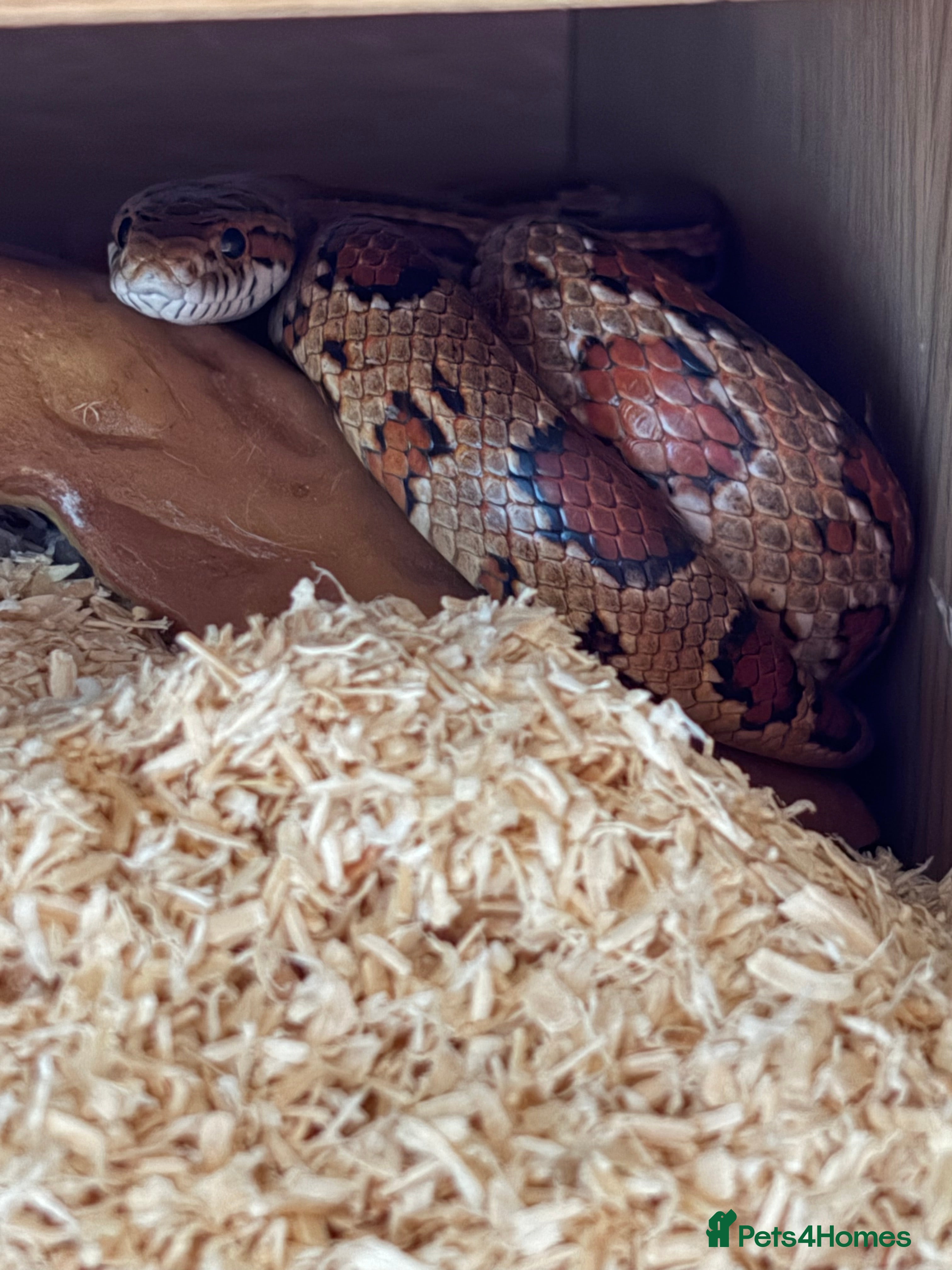 Corn Snake reptiles Roughly 2 Year Old ‘Female’ Corn Snake & Set Up - Advert 1