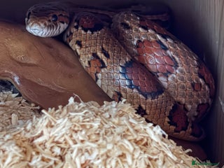 Corn Snake reptiles Roughly 2 Year Old ‘Female’ Corn Snake & Set Up - Advert 1
